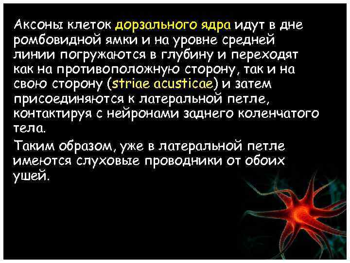 Аксоны клеток дорзального ядра идут в дне ромбовидной ямки и на уровне средней линии