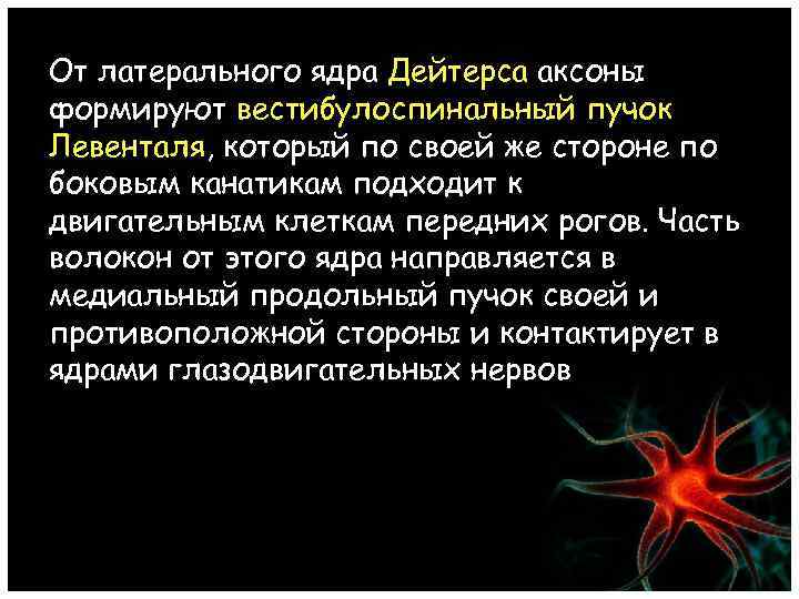 От латерального ядра Дейтерса аксоны формируют вестибулоспинальный пучок Левенталя, который по своей же стороне