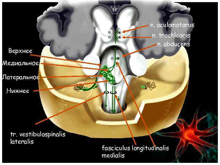 n. oculomotorus Верхнее n. trochlearis n. abducens Медиальное Латеральное Нижнее tr. vestibulospinalis lateralis fasciculus