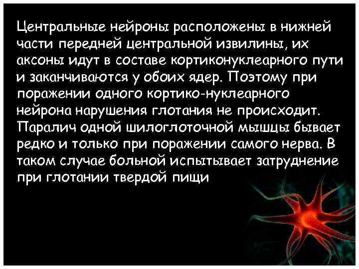 Центральные нейроны расположены в нижней части передней центральной извилины, их аксоны идут в составе