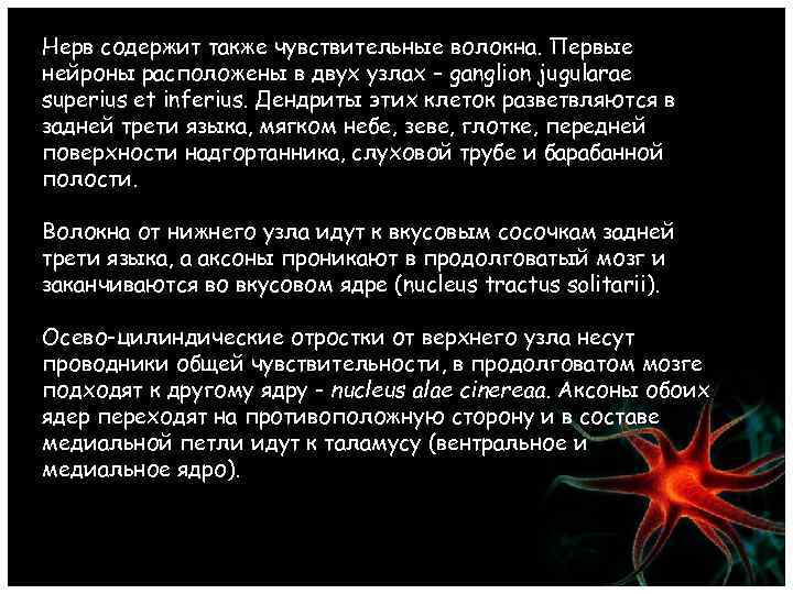 Нерв содержит также чувствительные волокна. Первые нейроны расположены в двух узлах – ganglion jugularae