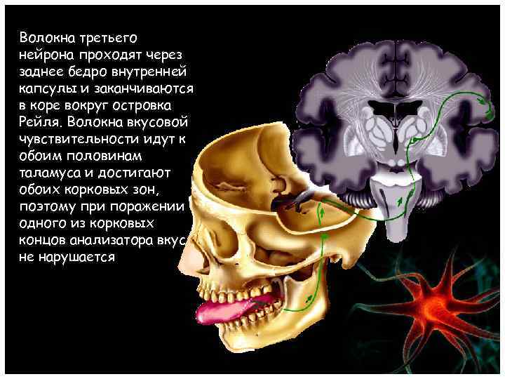 Волокна третьего нейрона проходят через заднее бедро внутренней капсулы и заканчиваются в коре вокруг