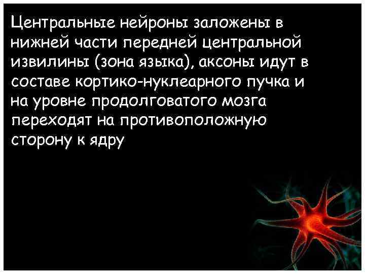 Центральные нейроны заложены в нижней части передней центральной извилины (зона языка), аксоны идут в