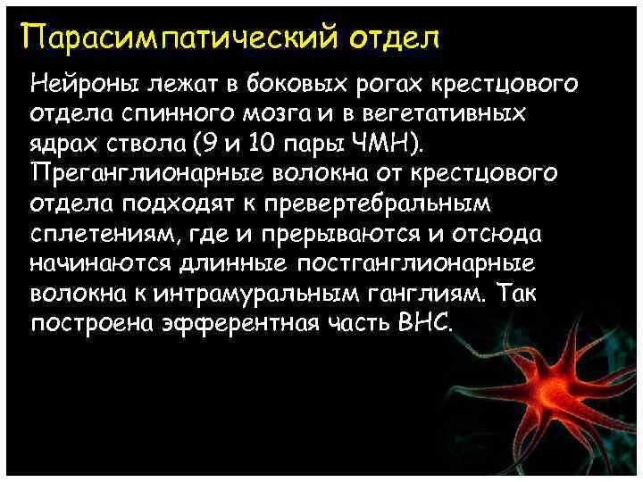 Парасимпатический отдел Нейроны лежат в боковых рогах крестцового отдела спинного мозга и в вегетативных