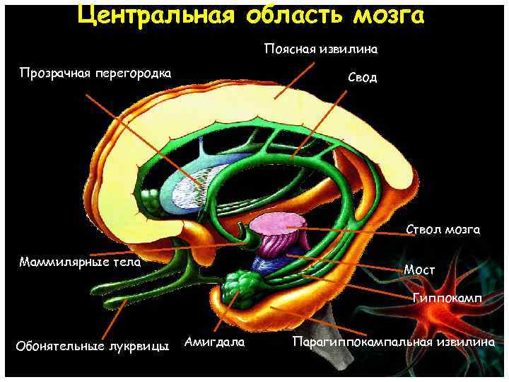 Центральная область мозга Поясная извилина Прозрачная перегородка Свод Ствол мозга Маммилярные тела Мост Гиппокамп
