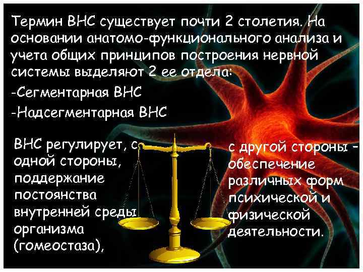 Термин ВНС существует почти 2 столетия. На основании анатомо-функционального анализа и учета общих принципов