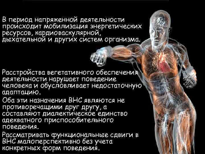 В период напряженной деятельности происходит мобилизация энергетических ресурсов, кардиоваскулярной, дыхательной и других систем организма.