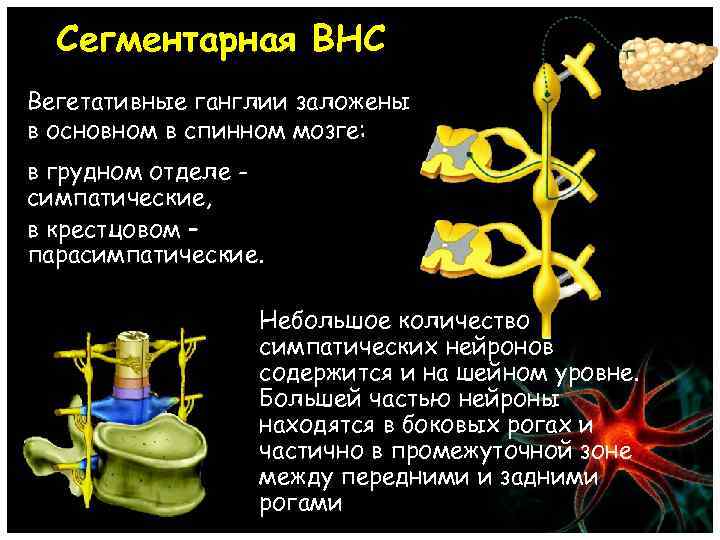 Сегментарная ВНС Вегетативные ганглии заложены в основном в спинном мозге: в грудном отделе симпатические,