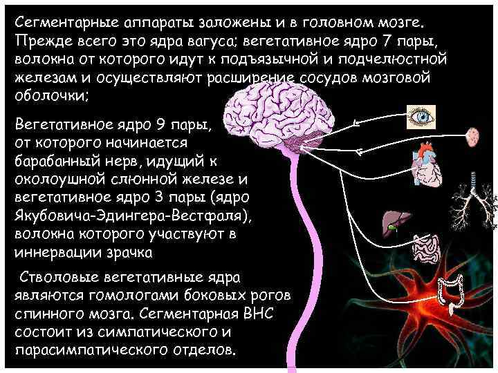 Сегментарные аппараты заложены и в головном мозге. Прежде всего это ядра вагуса; вегетативное ядро