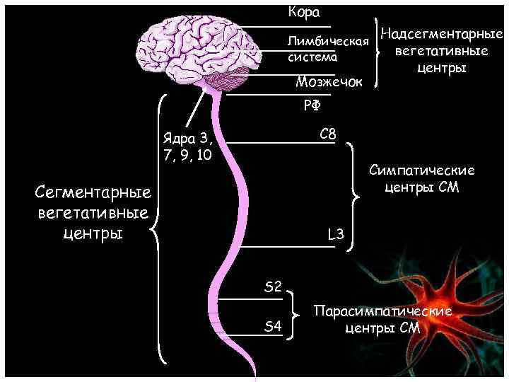 Кора Лимбическая система Мозжечок Надсегментарные вегетативные центры РФ C 8 Ядра 3, 7, 9,