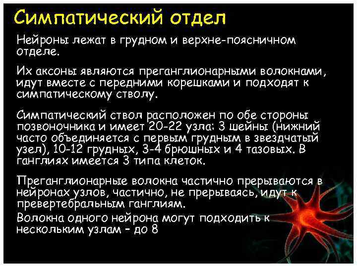 Симпатический отдел Нейроны лежат в грудном и верхне-поясничном отделе. Их аксоны являются преганглионарными волокнами,