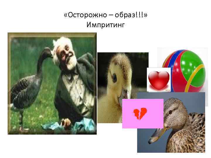 «Осторожно – образ!!!» Импритинг 