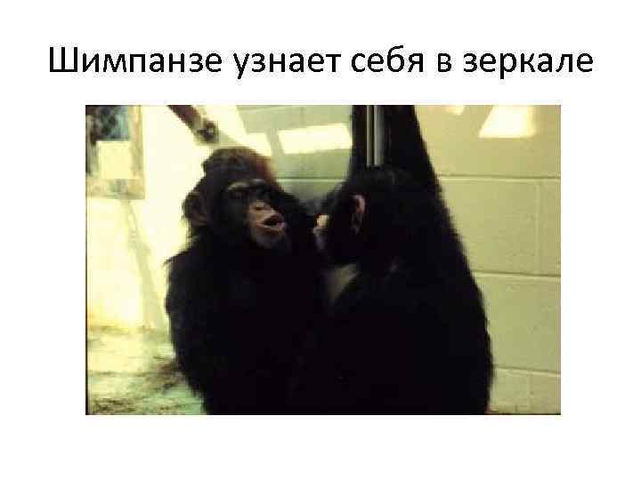 Шимпанзе узнает себя в зеркале 