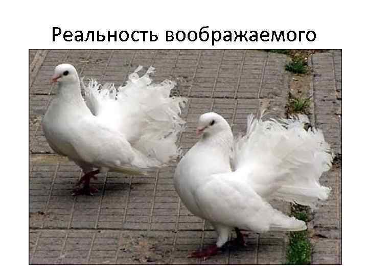 Реальность воображаемого 