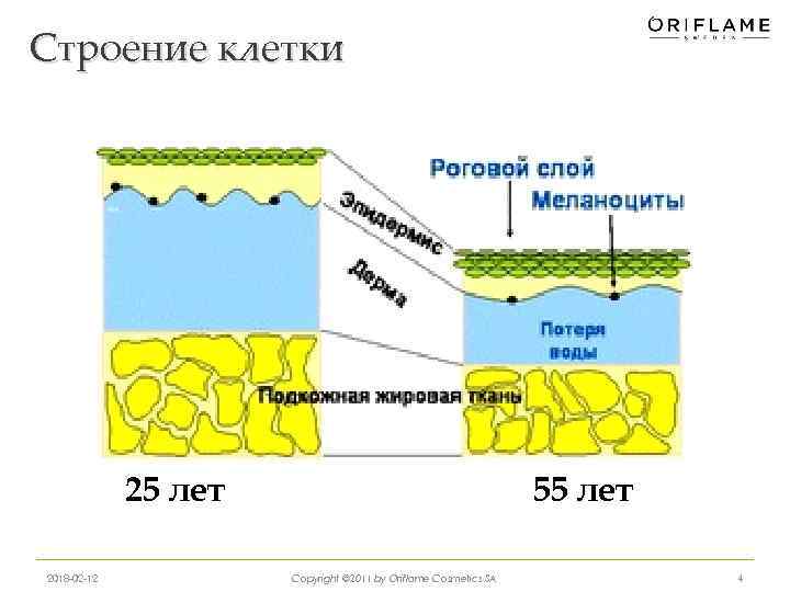 Строение клетки 25 лет 2018 -02 -12 55 лет Copyright © 2011 by Oriflame