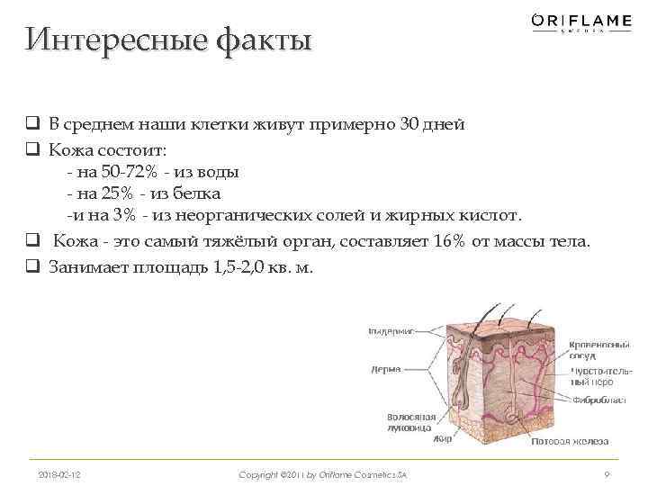 Интересные факты q В среднем наши клетки живут примерно 30 дней q Кожа состоит: