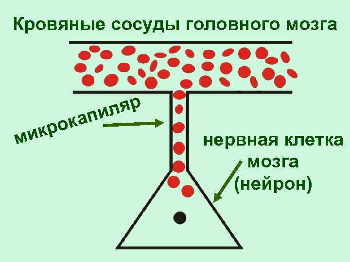 Кровяные сосуды головного мозга ми ока кр ляр пи нервная клетка мозга (нейрон) 