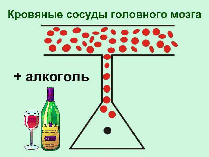 Кровяные сосуды головного мозга + алкоголь 