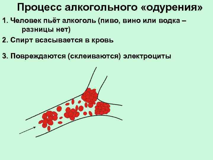 Процесс алкогольного «одурения» 1. Человек пьёт алкоголь (пиво, вино или водка – разницы нет)