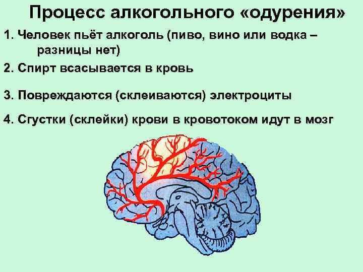 Процесс алкогольного «одурения» 1. Человек пьёт алкоголь (пиво, вино или водка – разницы нет)