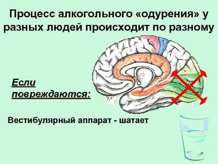 Процесс алкогольного «одурения» у разных людей происходит по разному Если повреждаются: Вестибулярный аппарат -