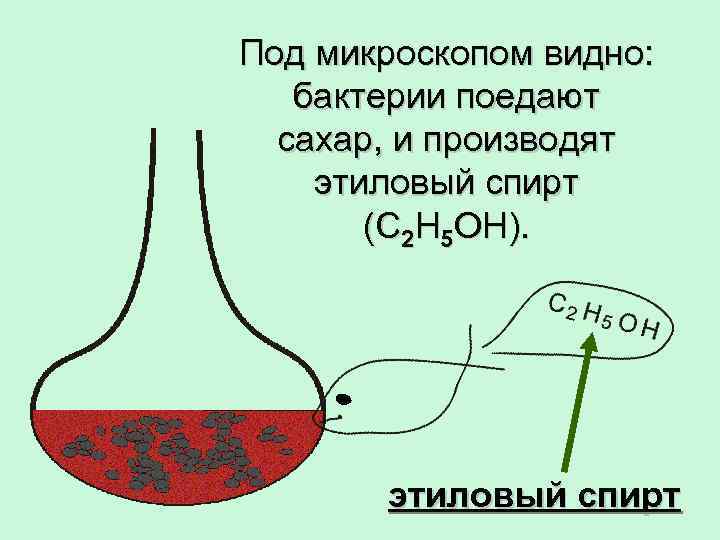 Под микроскопом видно: бактерии поедают сахар, и производят этиловый спирт (С 2 Н 5