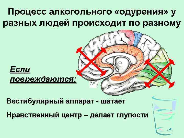 Процесс алкогольного «одурения» у разных людей происходит по разному Если повреждаются: Вестибулярный аппарат -