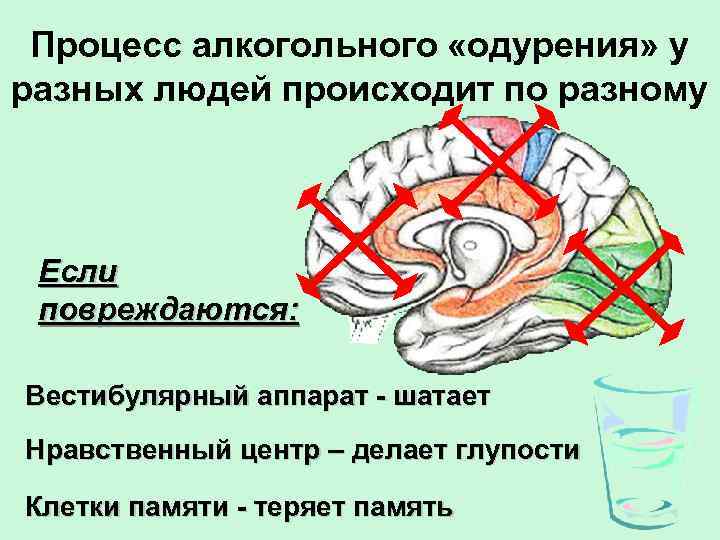 Процесс алкогольного «одурения» у разных людей происходит по разному Если повреждаются: Вестибулярный аппарат -