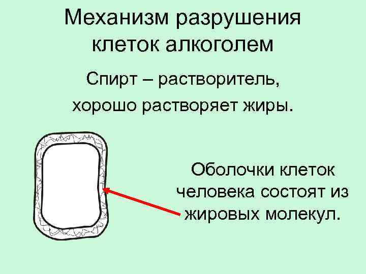 Механизм разрушения клеток алкоголем Спирт – растворитель, хорошо растворяет жиры. Оболочки клеток человека состоят