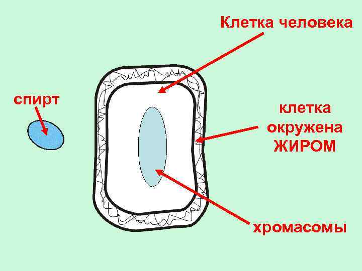 Клетка человека спирт клетка окружена ЖИРОМ хромасомы 