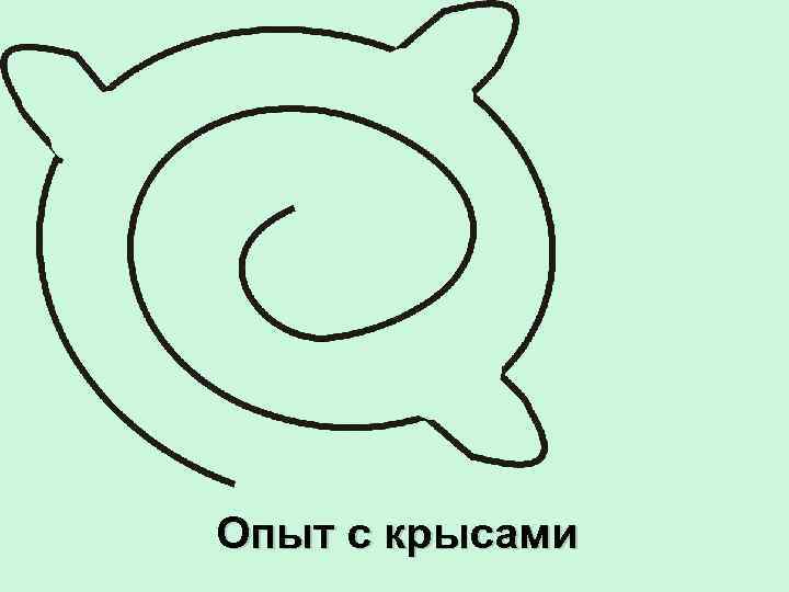 Опыт с крысами 