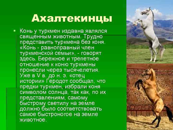 Ахалтекинцы § Конь у туркмен издавна являлся священным животным. Трудно представить туркмена без коня.