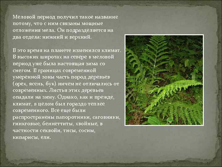 Период презентации. Растения мелового периода названия. Какие растения были в Меловом периоде. Меловой период животные и растения кратко. Мел период кратко.