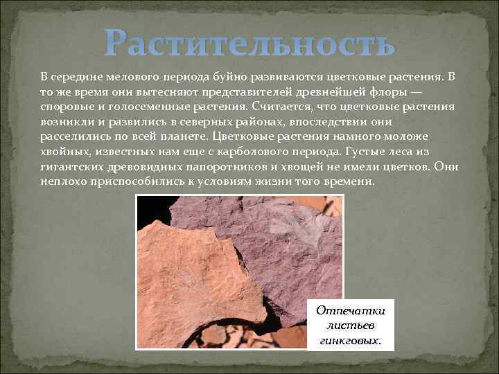 Растительность В середине мелового периода буйно развиваются цветковые растения. В то же время они