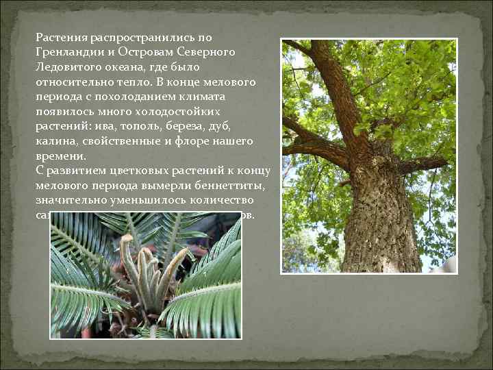 Растения распространились по Гренландии и Островам Северного Ледовитого океана, где было относительно тепло. В