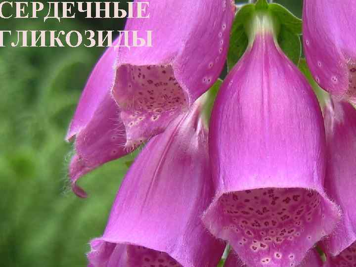 СЕРДЕЧНЫЕ ГЛИКОЗИДЫ 