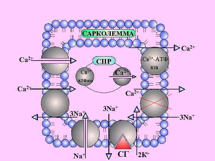Атфаза. АТФАЗА строение. Ca2+ АТФАЗА. Натрий кальциевая АТФАЗА. CA АТФАЗА механизм.