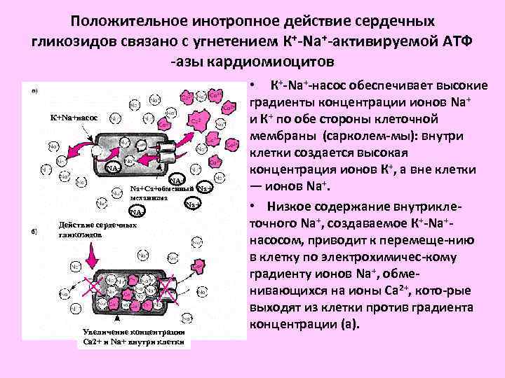 Сердечные гликозиды презентация фармакология