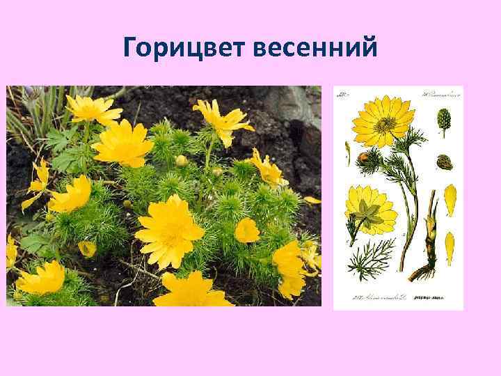 Горицвет весенний 