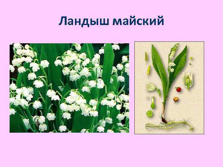 Ландыш майский 