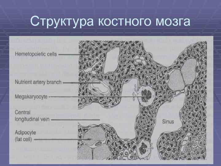 Строение костного мозга схема