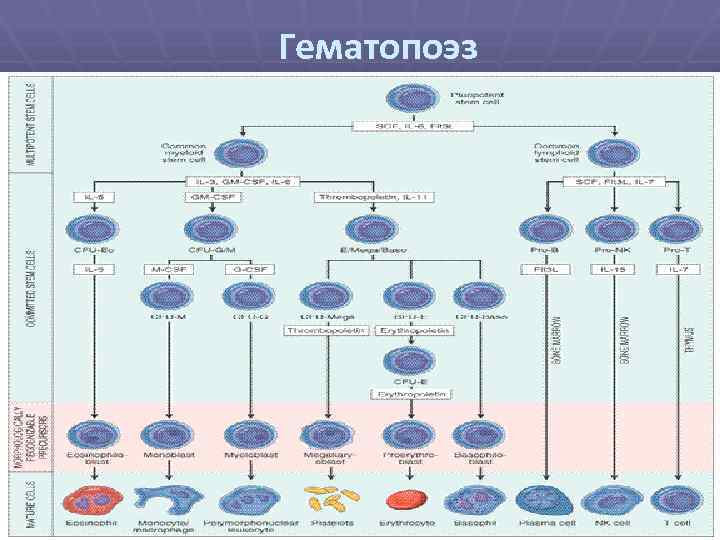 Гемопоэз гистология презентация