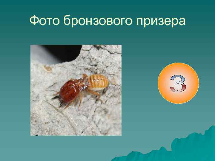 Фото бронзового призера 