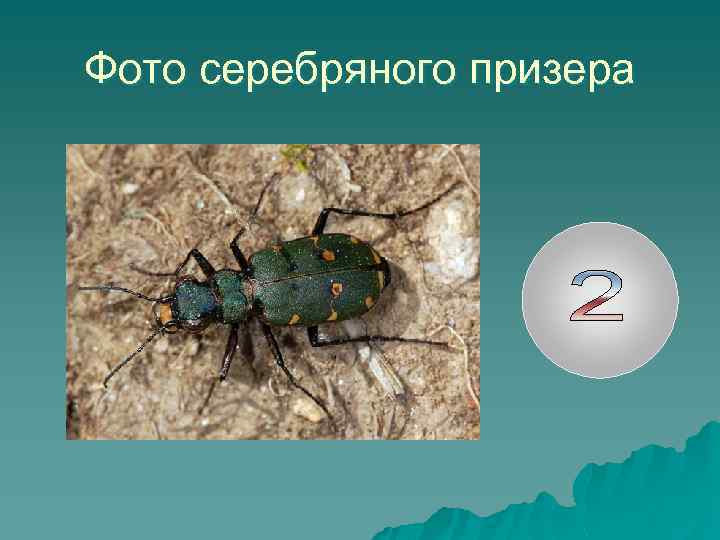 Фото серебряного призера 