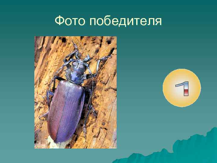 Фото победителя 