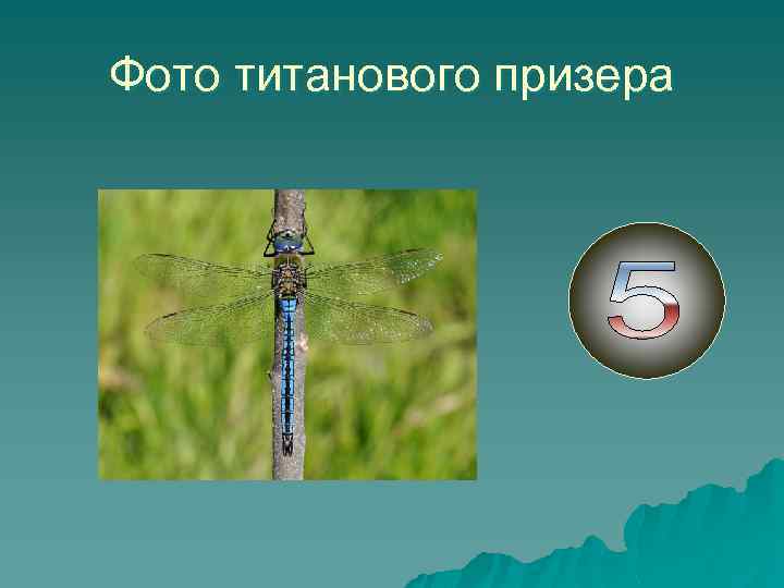 Фото титанового призера 