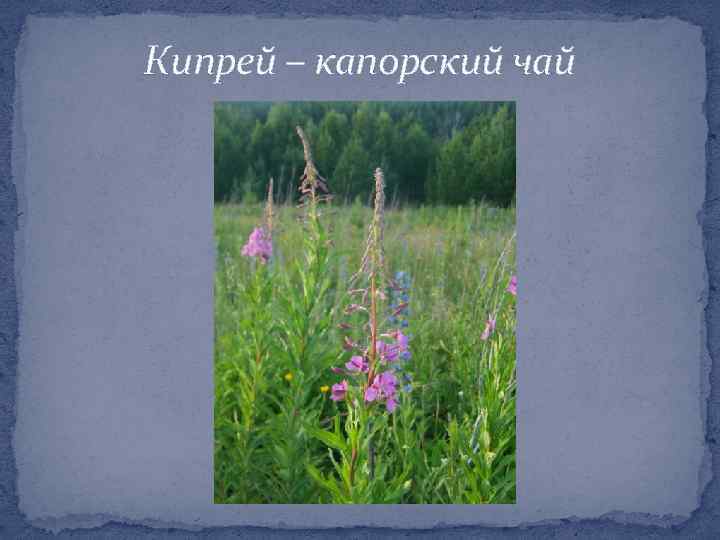 Кипрей – капорский чай 