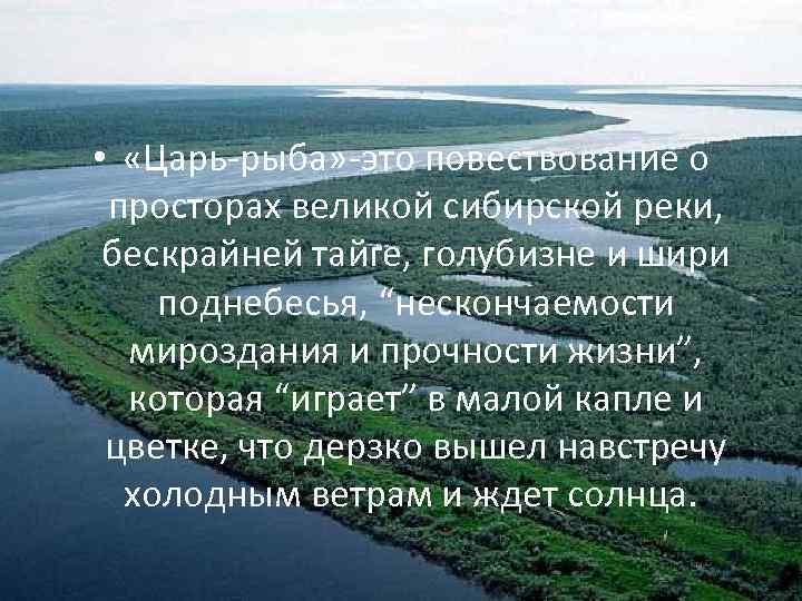  • «Царь-рыба» -это повествование о просторах великой сибирской реки, бескрайней тайге, голубизне и