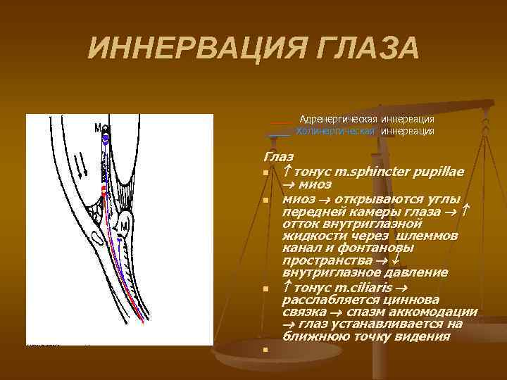 ИННЕРВАЦИЯ ГЛАЗА ____ Адренергическая иннервация ____ Холинергическая иннервация Глаз n тонус m. sphincter pupillae