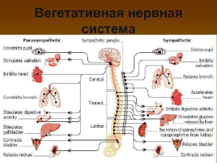 Вегетативная нервная система 